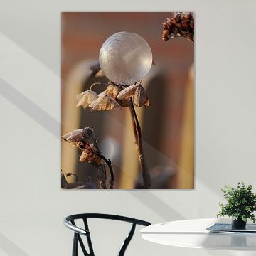 Douceur d'une nature morte, bulle gelée