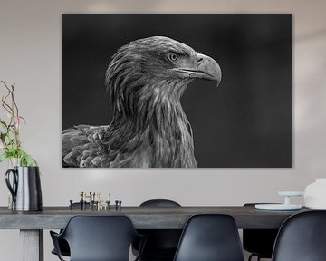 Oiseaux de proie
