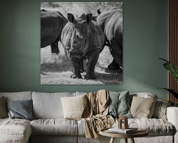 Von Angesicht zu Angesicht mit einem Nashorn