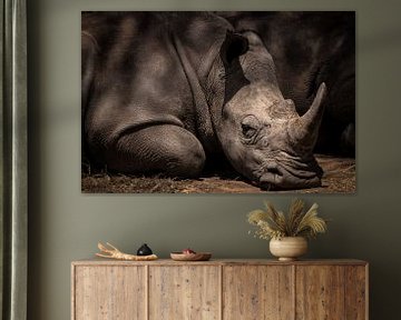 Ruhendes Nashorn