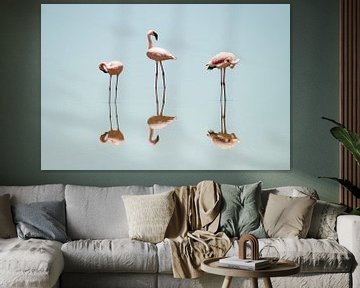 Ein Spiegelbild des Flamingo's