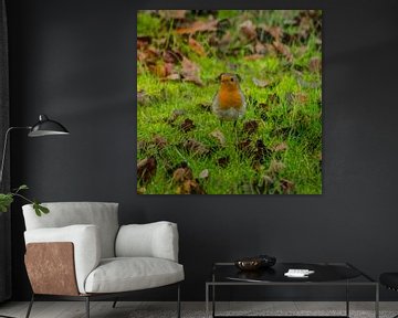 Roodborstje van RB-Photography