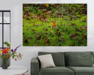 Roodborstje van RB-Photography