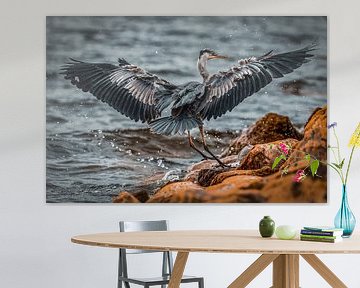 Blue heron lands at Markermeer with splashing water by Arjan Warmerdam