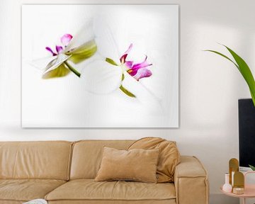 Orchideeën in kleur van Anouschka Hendriks