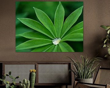 Sternförmiges Blatt mit reflektierendem Tropfen