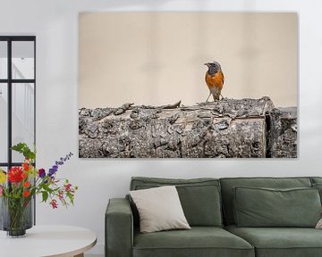Vurig Contrast Gekraagde roodstaart op Boomstam van Femke Ketelaar