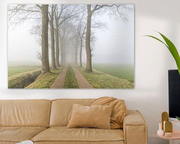 Betoverende mistige laan met statige bomen