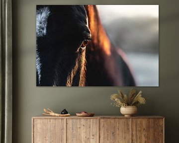 Paard Gouden Blik Warmte in het Oog van Femke Ketelaar