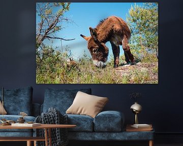 small brown donkey in the karst landscape