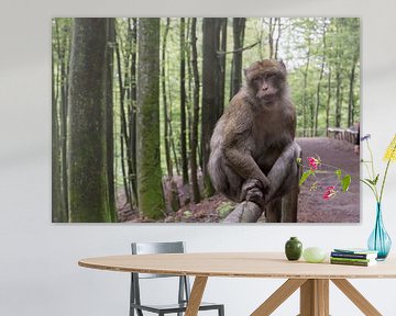 Barbery Macaque sitting on a fench