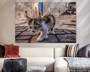 Street cat in Marrakech by Marcel van Berkel