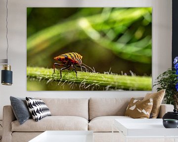 A view of a striped bug on a blade of grass by Andreas Völkel