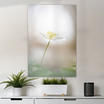 L'anémone des bois, le grand cadeau du printemps. (2)