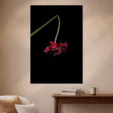 rode gerbera op zwart