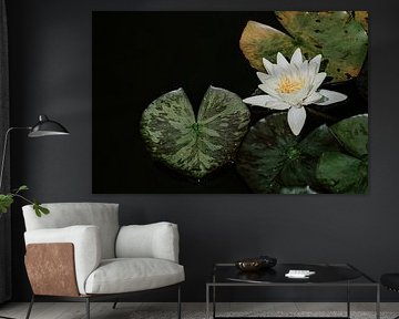 Nénuphar silencieux sur eau sombre
