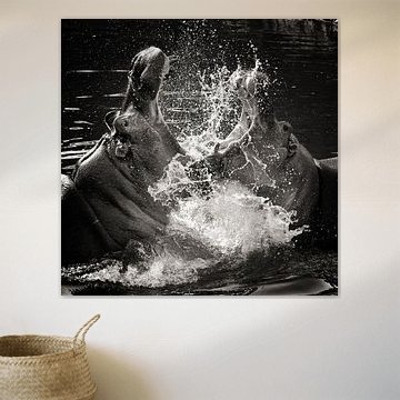 vechtende nijlpaarden in het water