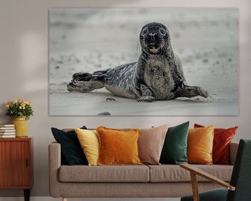 Grey seal pup on Texel beach by Ronald Timmer