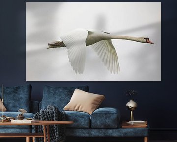 Mute swan