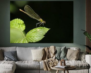 Meadow damselfly (v) by Frank Smedts