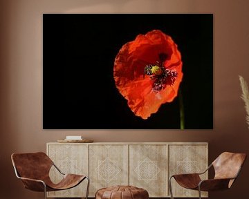 Poppy