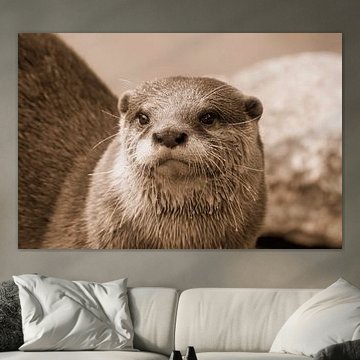 And portrait of a golden otter