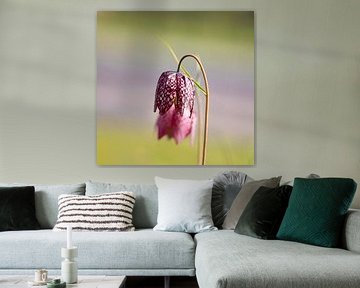 Kievitsbloem
