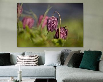 Kievitsbloem