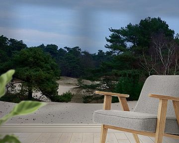 Eine Aussicht zwischen den Kiefern