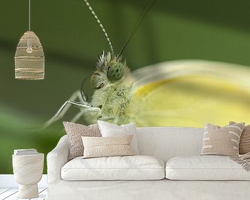 White-veined by Frank Smedts