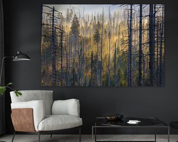 Forest motif in the morning mist by Harzwald Fotograf