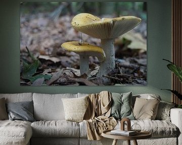Mushroom
