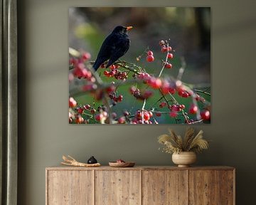 Close-up of a blackbird on an apple tree by ManfredFotos