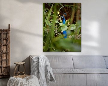 Ein Pfau in seinem natürlichen Lebensraum von Dilani Butink
