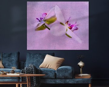 Orchideeën roze van Anouschka Hendriks