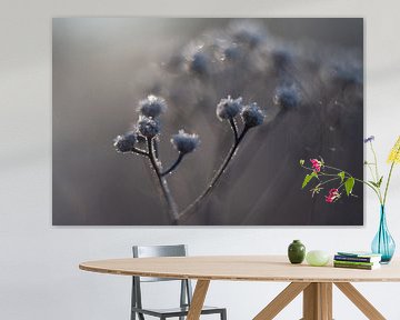 Winterblumen