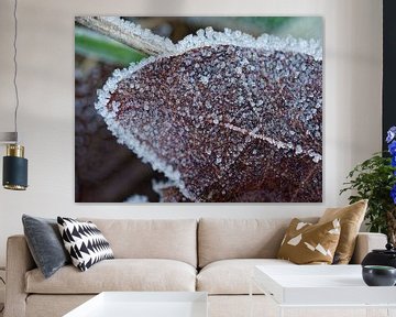 ice crystals on an autumn leaf in nature