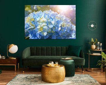 Blue hydrangea blossom in the morning light