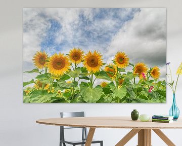 Sonnenblumen in einer Reihe von Mark Bolijn