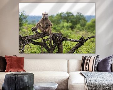 Le BaBoonnn sur Nicoline Hoeve