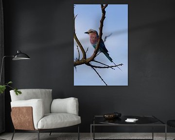 Birdie sur Nicoline Hoeve