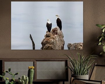 Eagles van Nicoline Hoeve