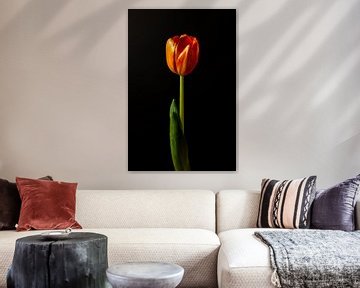Still life in light part 1 - a tulip caught in golden glory by Dennis Lieffering