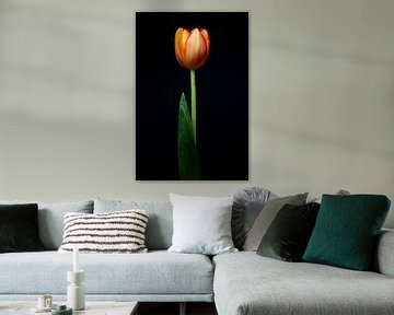 Stillevens in licht deel 2 – een tulp gevangen in gouden glorie