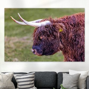 Scottish highlander in the dunes