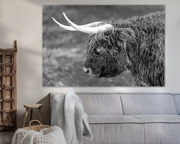 Schottischer Highlander in den Dünen schwarz und weiß von vincentdevriesfoto.nl