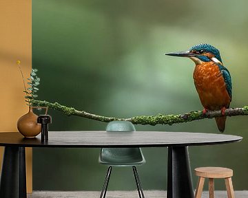 Eisvogel im Morgenlicht. von Björn van den Berg