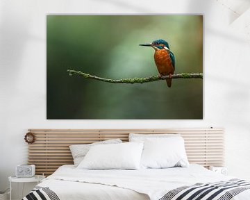 Ijsvogel in het ochtend licht. van Björn van den Berg