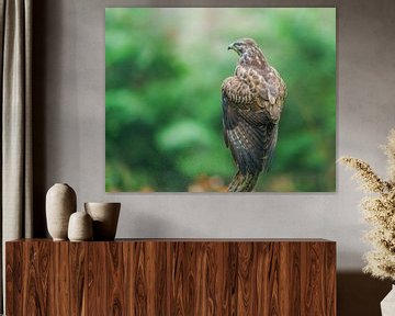 Mooie roofvogel de buizerd van Björn van den Berg