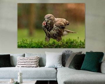 Buizerd portret van Björn van den Berg